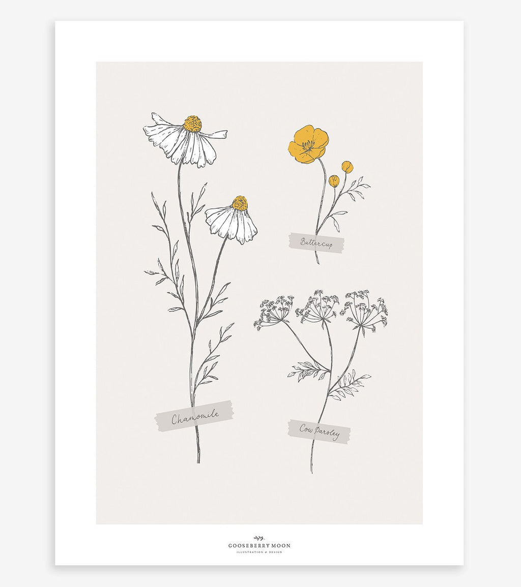 CHAMOMILE - Affiche enfant - Fleurs des champs