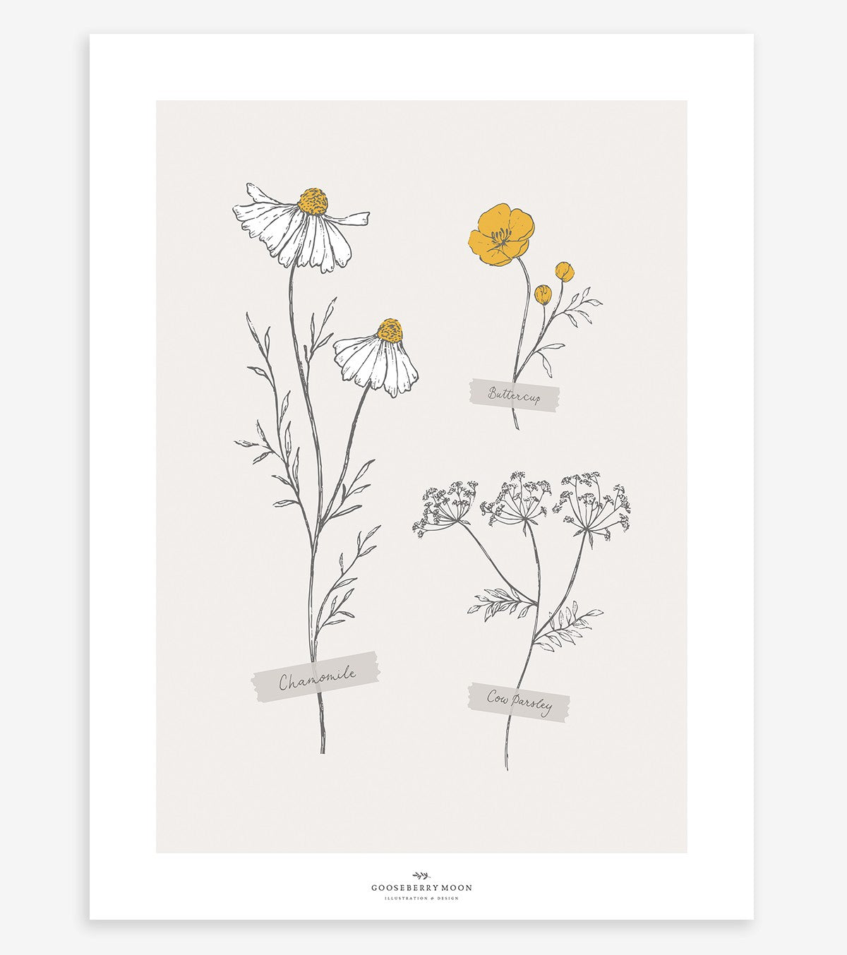 CHAMOMILE - Affiche enfant - Fleurs des champs
